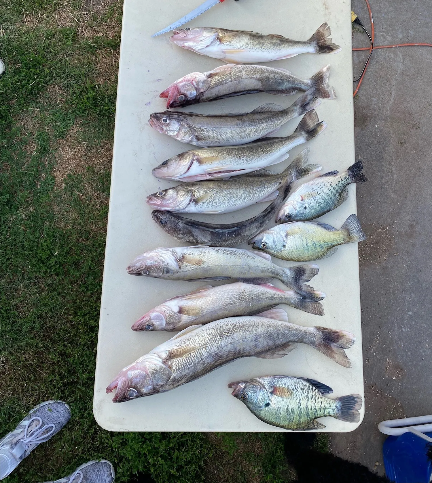 recently logged catches