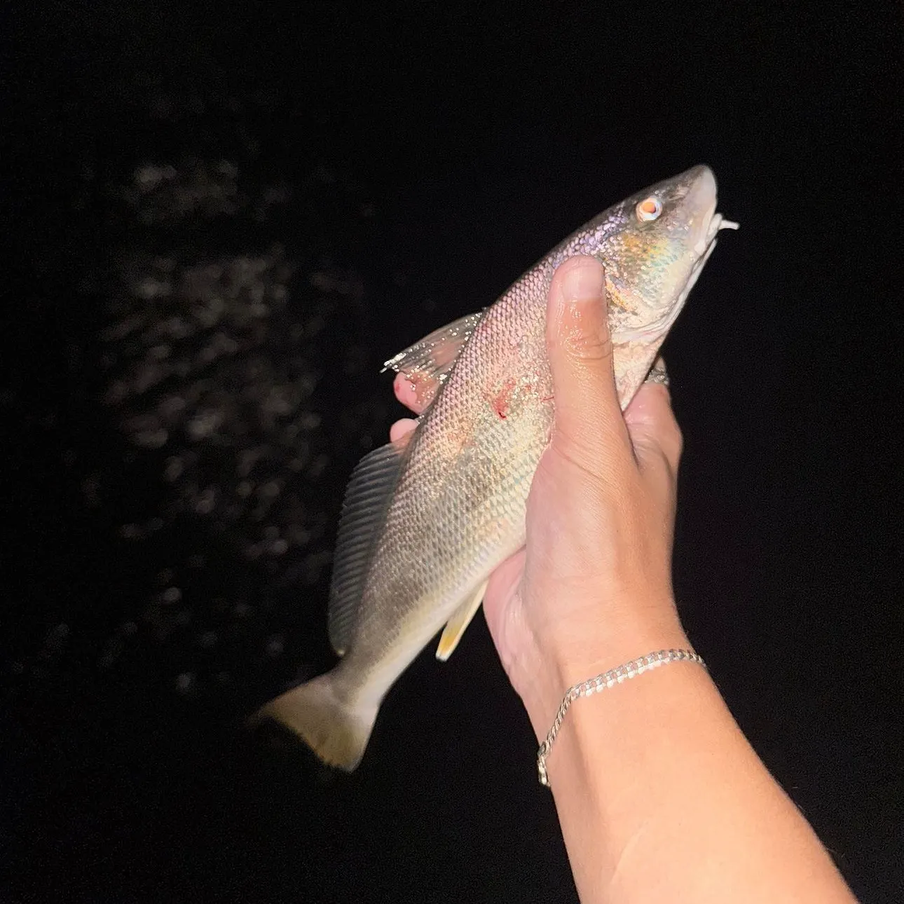 The most recent Southern kingcroaker catches on Fishbrain