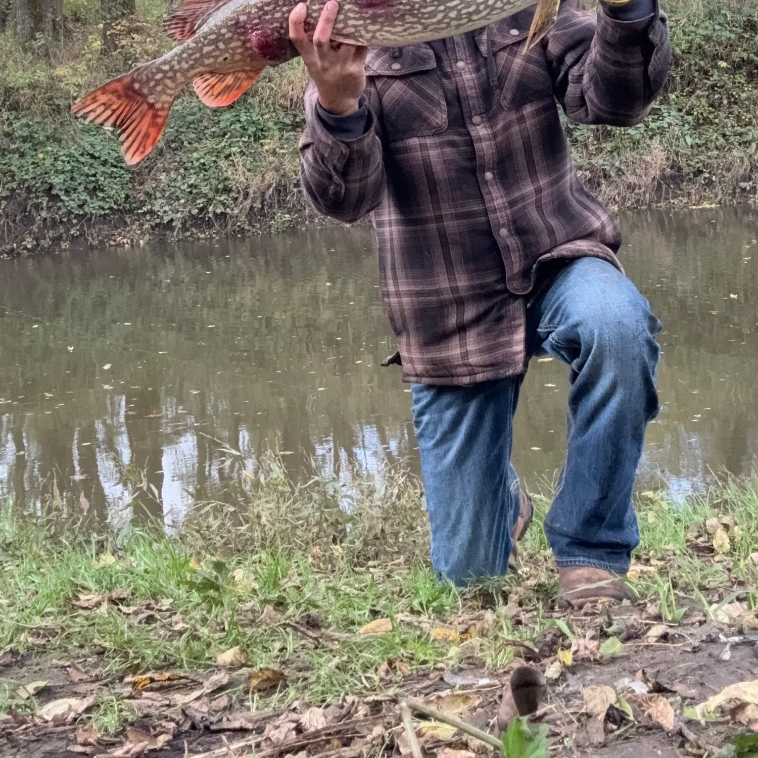 Northern pike caught on Fishbrain