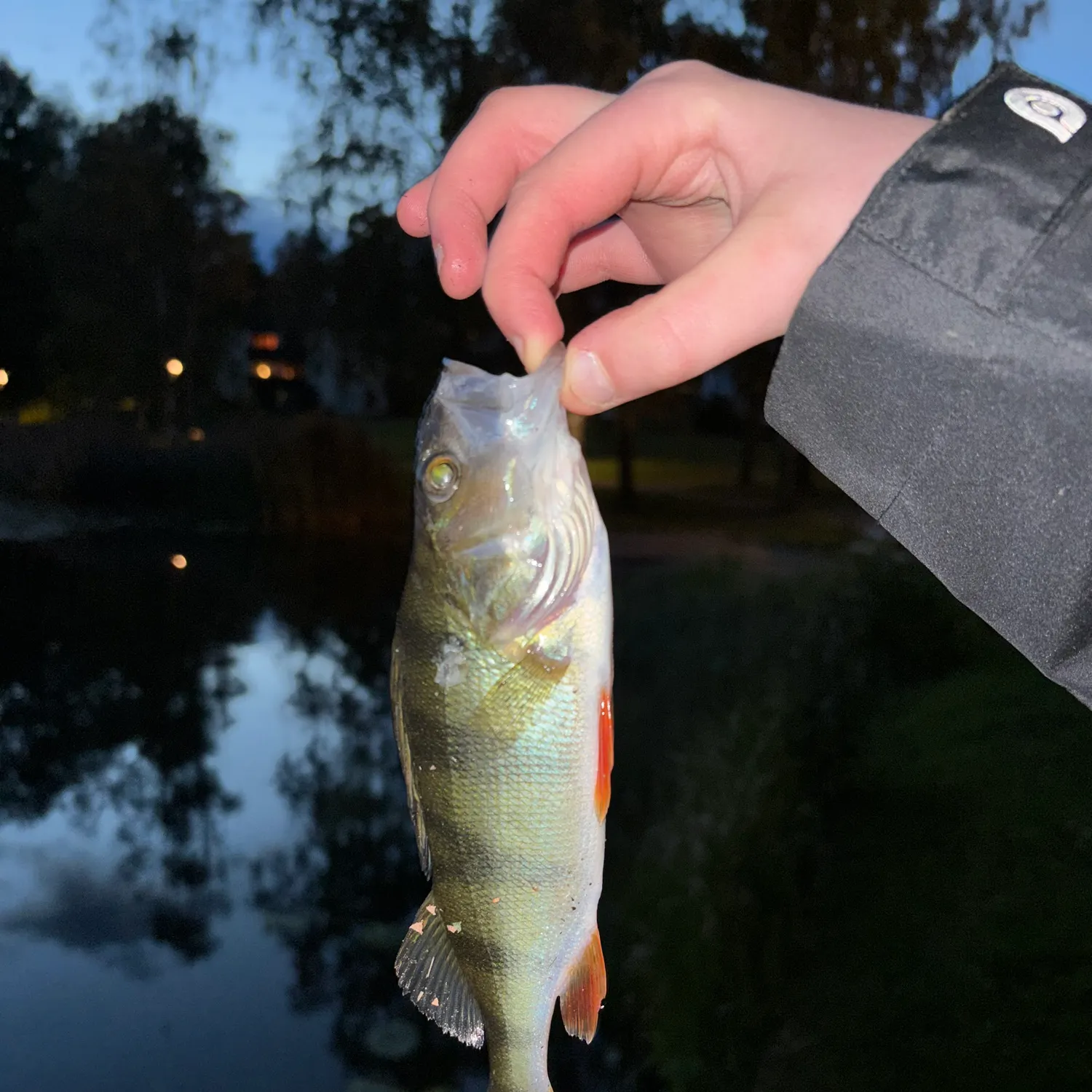 European perch caught on Fishbrain