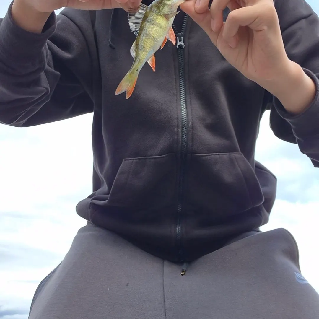 European perch caught on Fishbrain