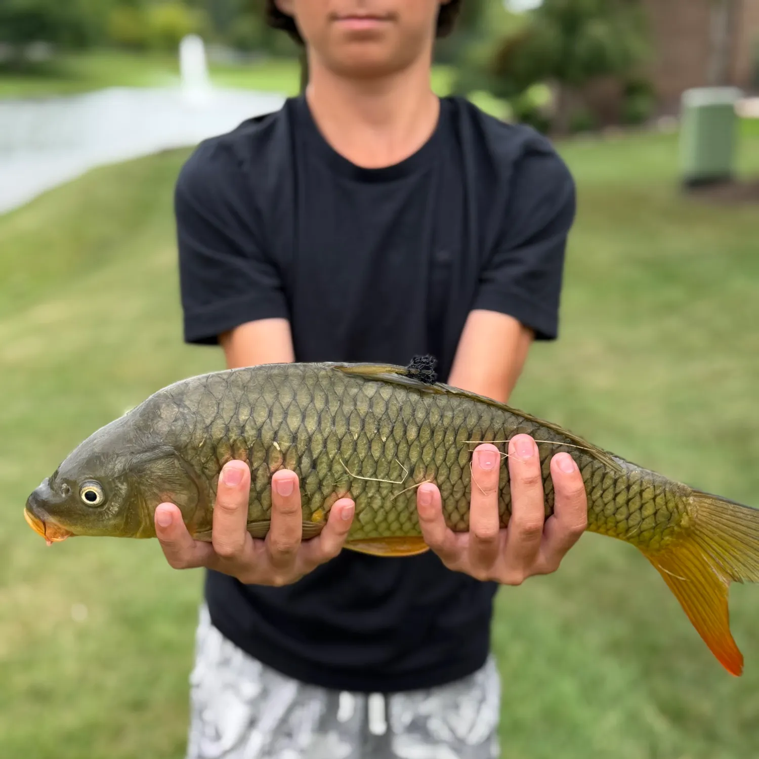 Common carp caught on Fishbrain