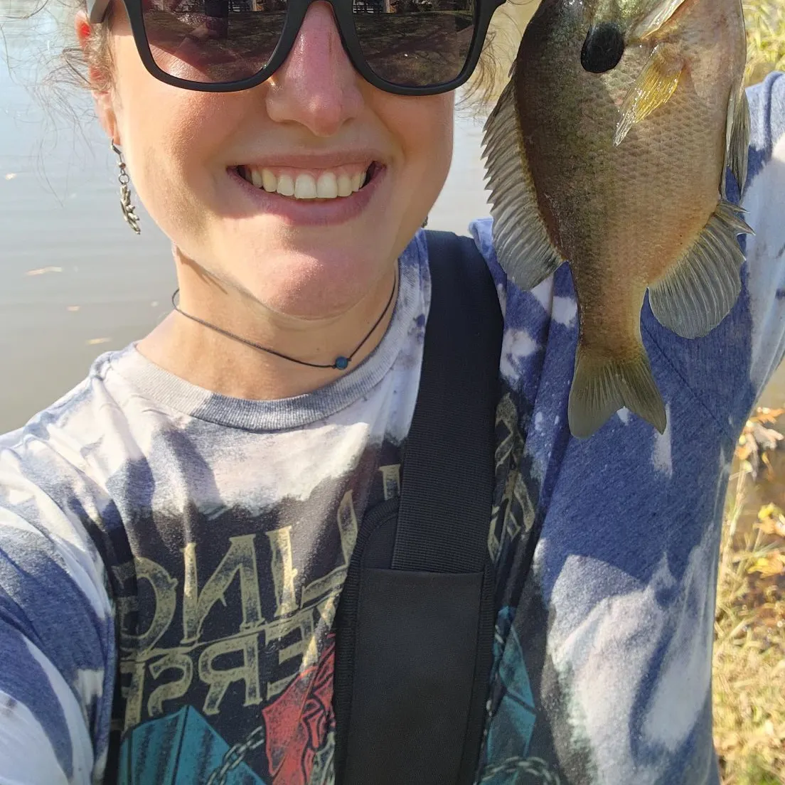 Bluegill caught on Fishbrain