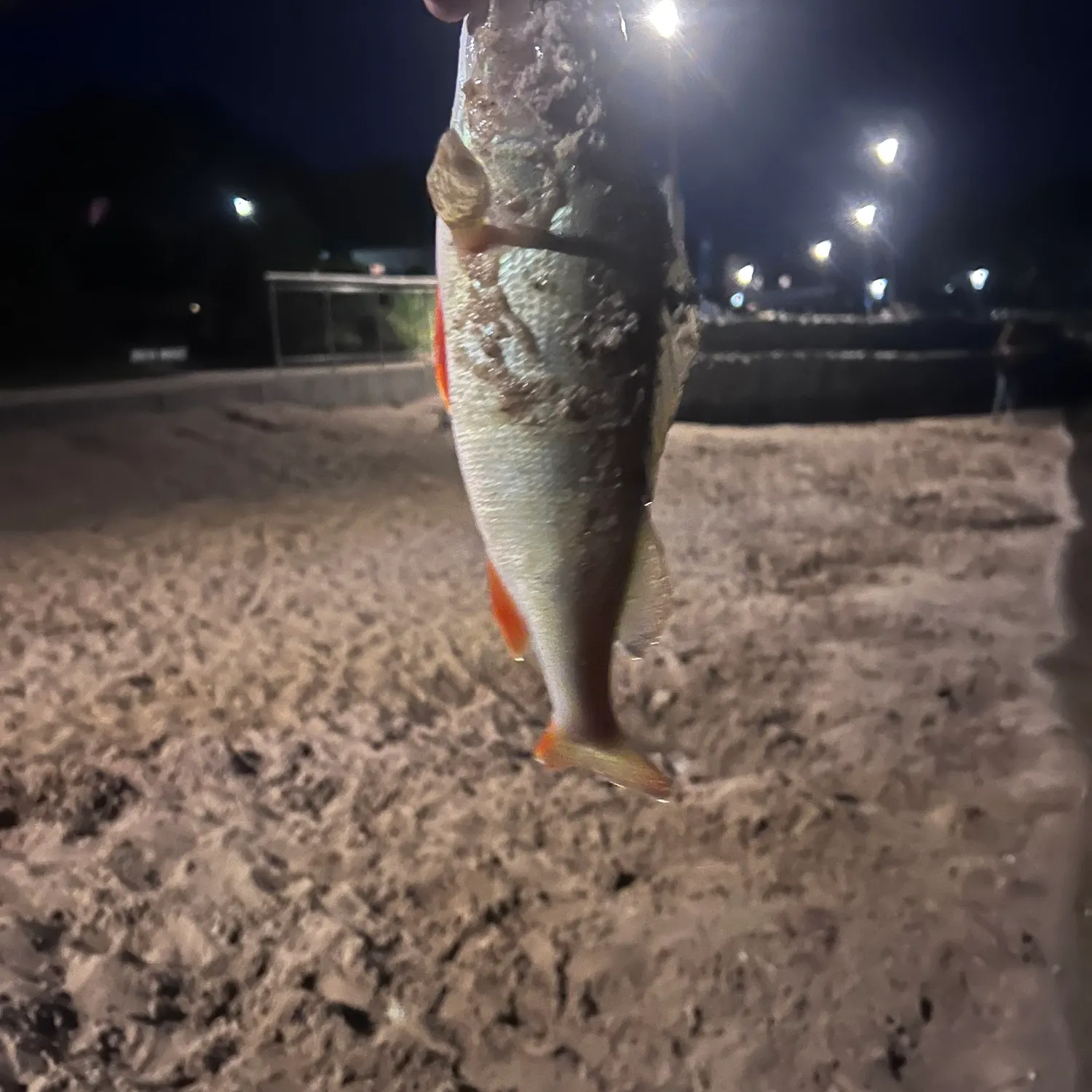 European perch caught on Fishbrain