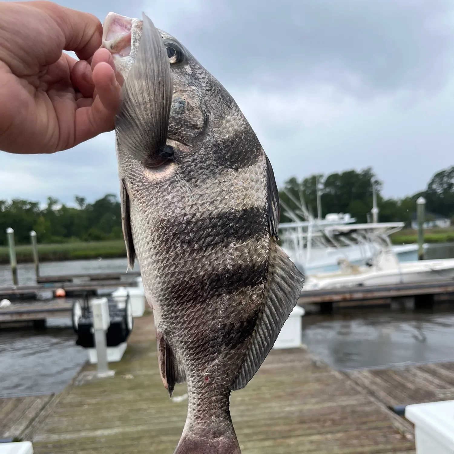 The most recent Sheepshead catches on Fishbrain