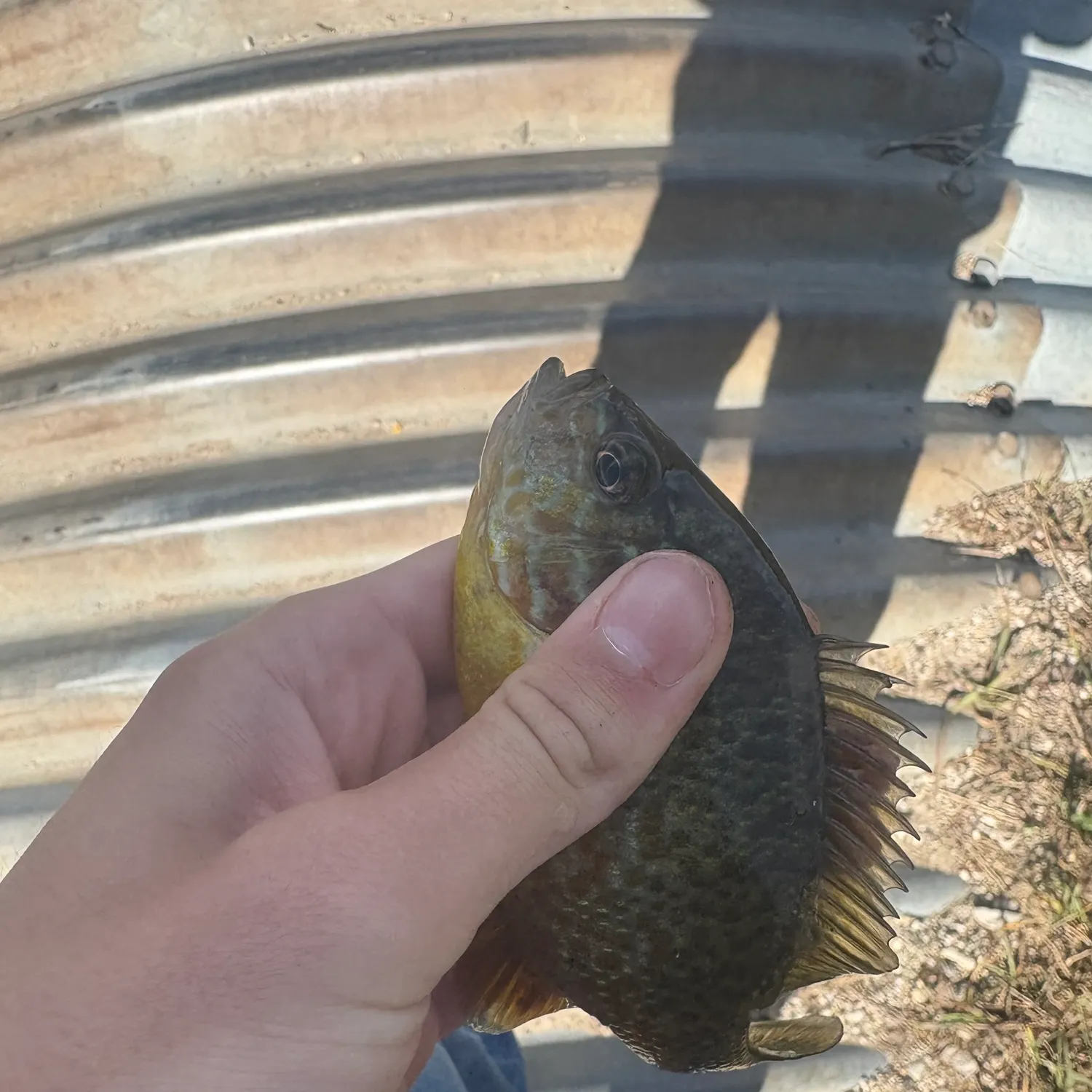 Pumpkinseed caught on Fishbrain