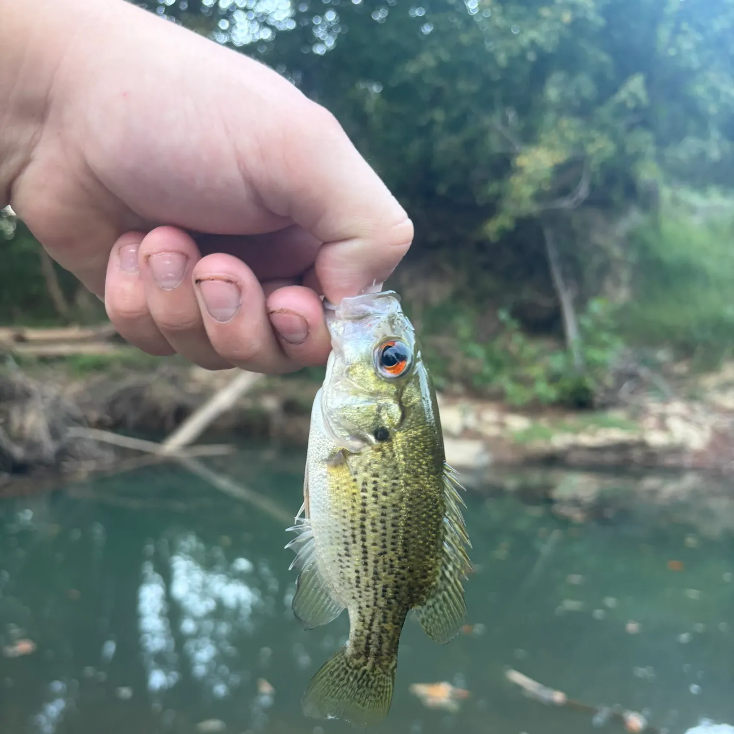 Rock bass caught on Fishbrain