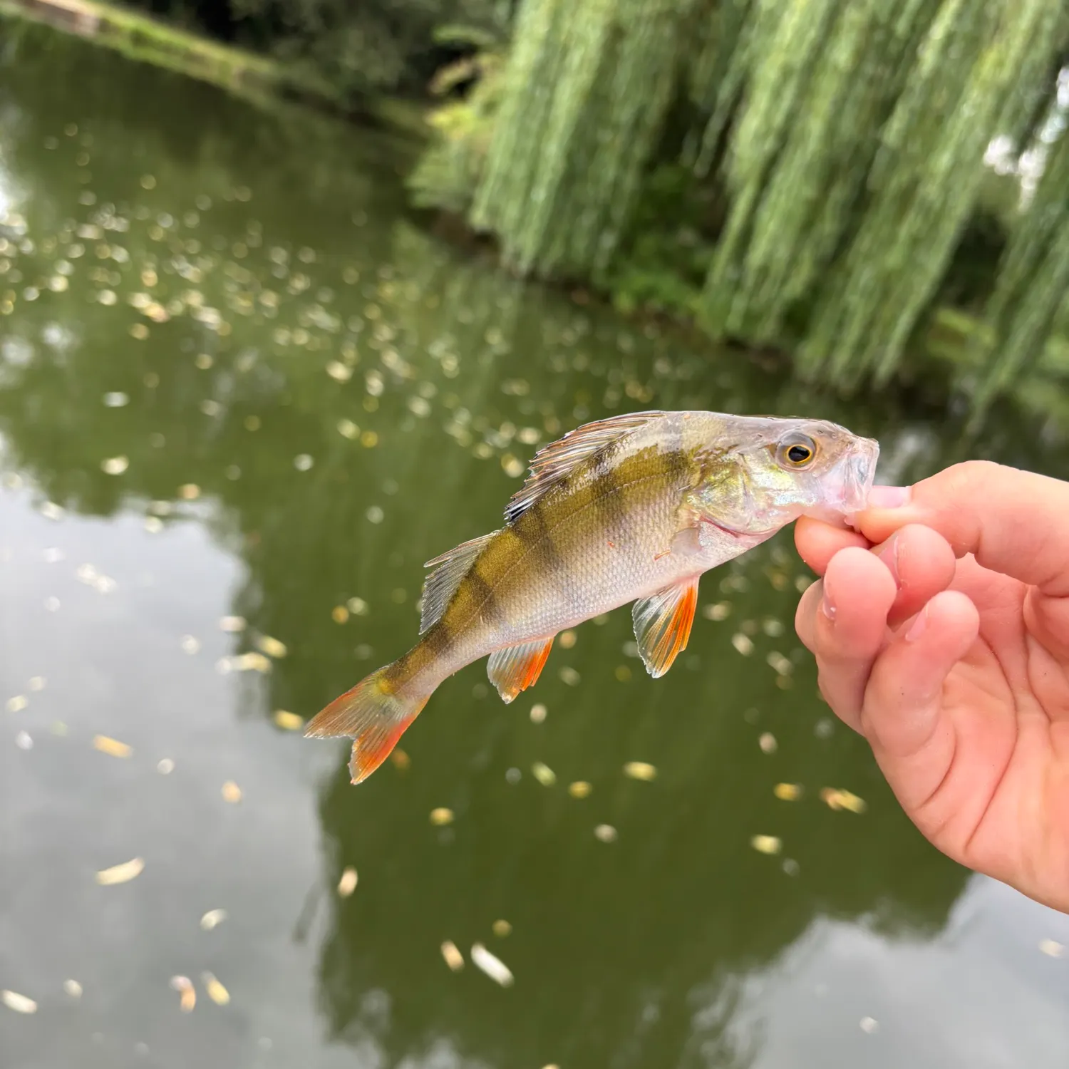 European perch caught on Fishbrain