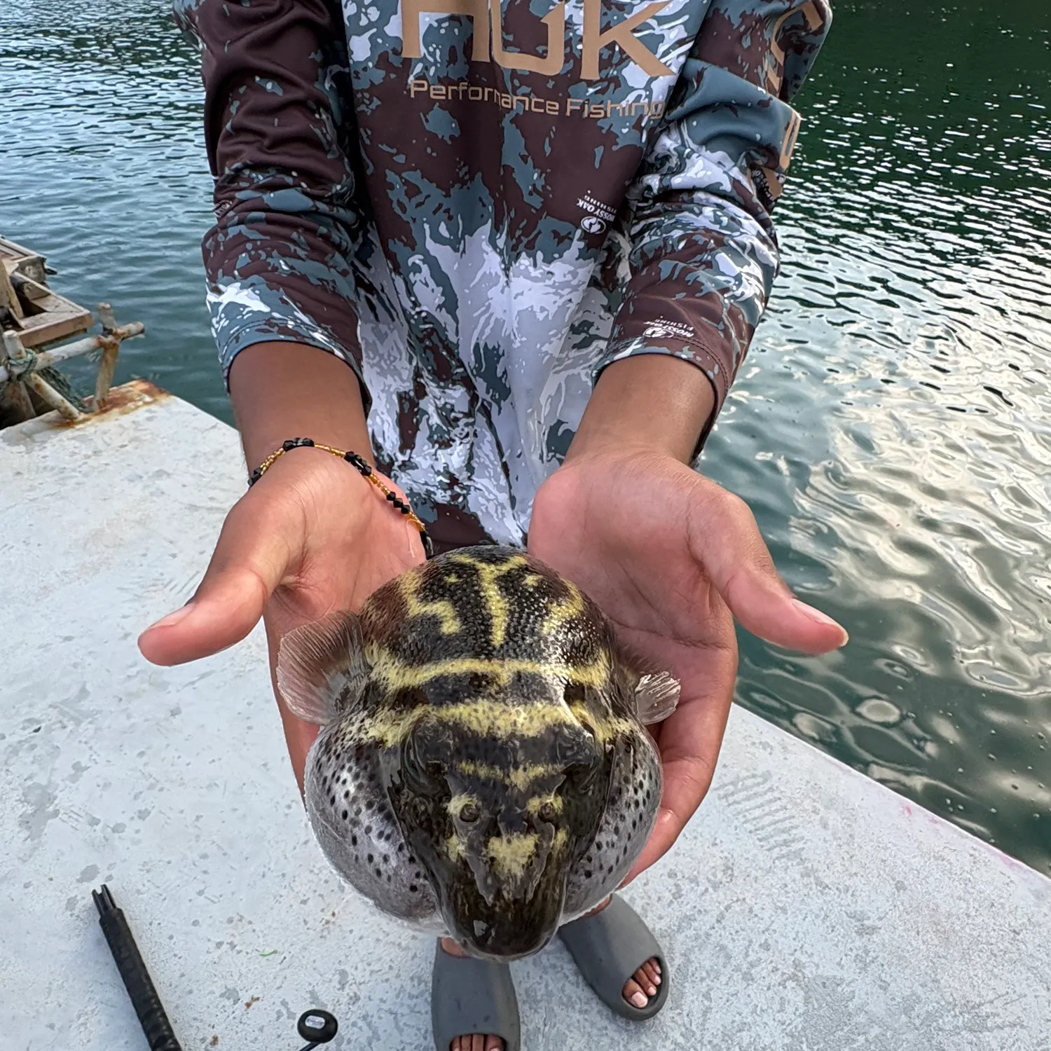 The most recent Reticulated pufferfish catches on Fishbrain