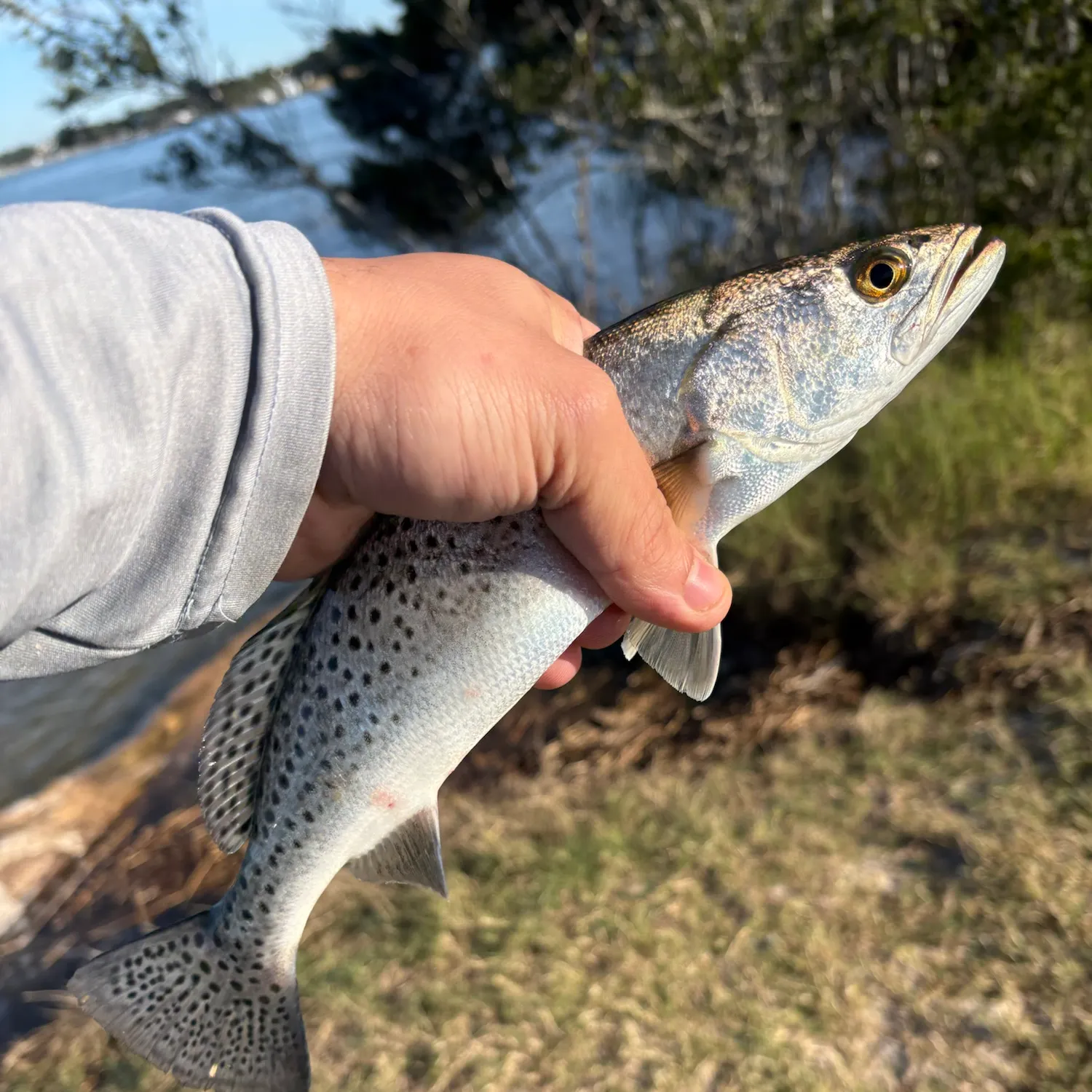 Spotted seatrout caught on Fishbrain