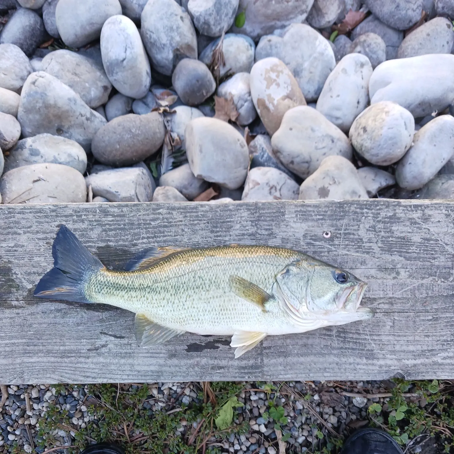 Spotted bass caught on Fishbrain