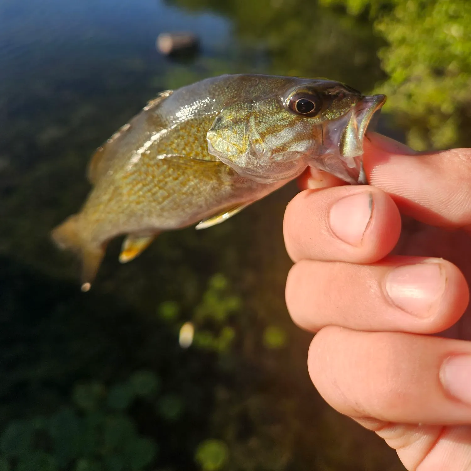 Smallmouth bass caught on Fishbrain