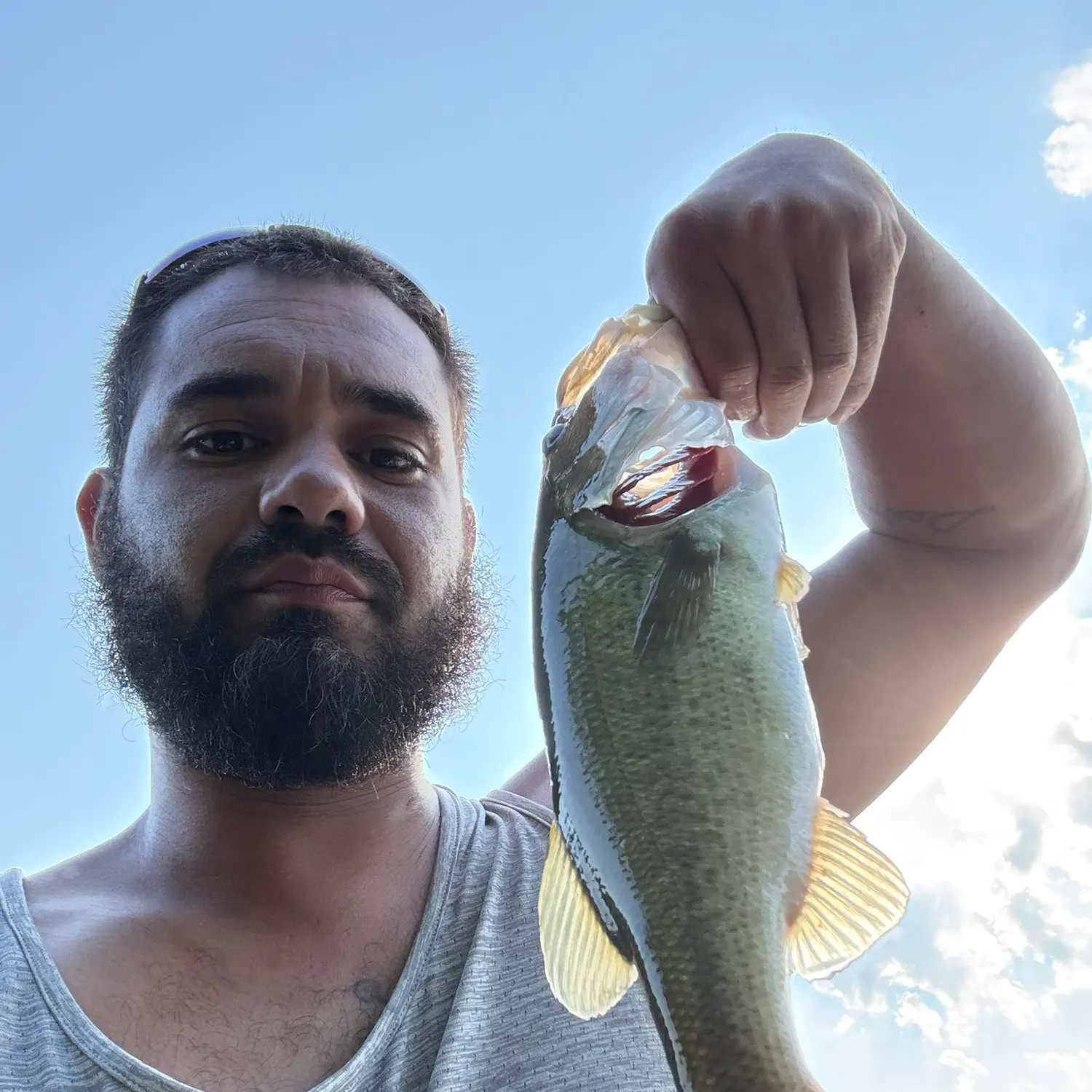 Largemouth bass caught on Fishbrain