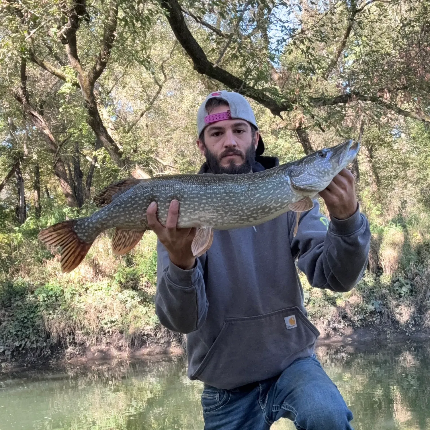 Northern pike caught on Fishbrain