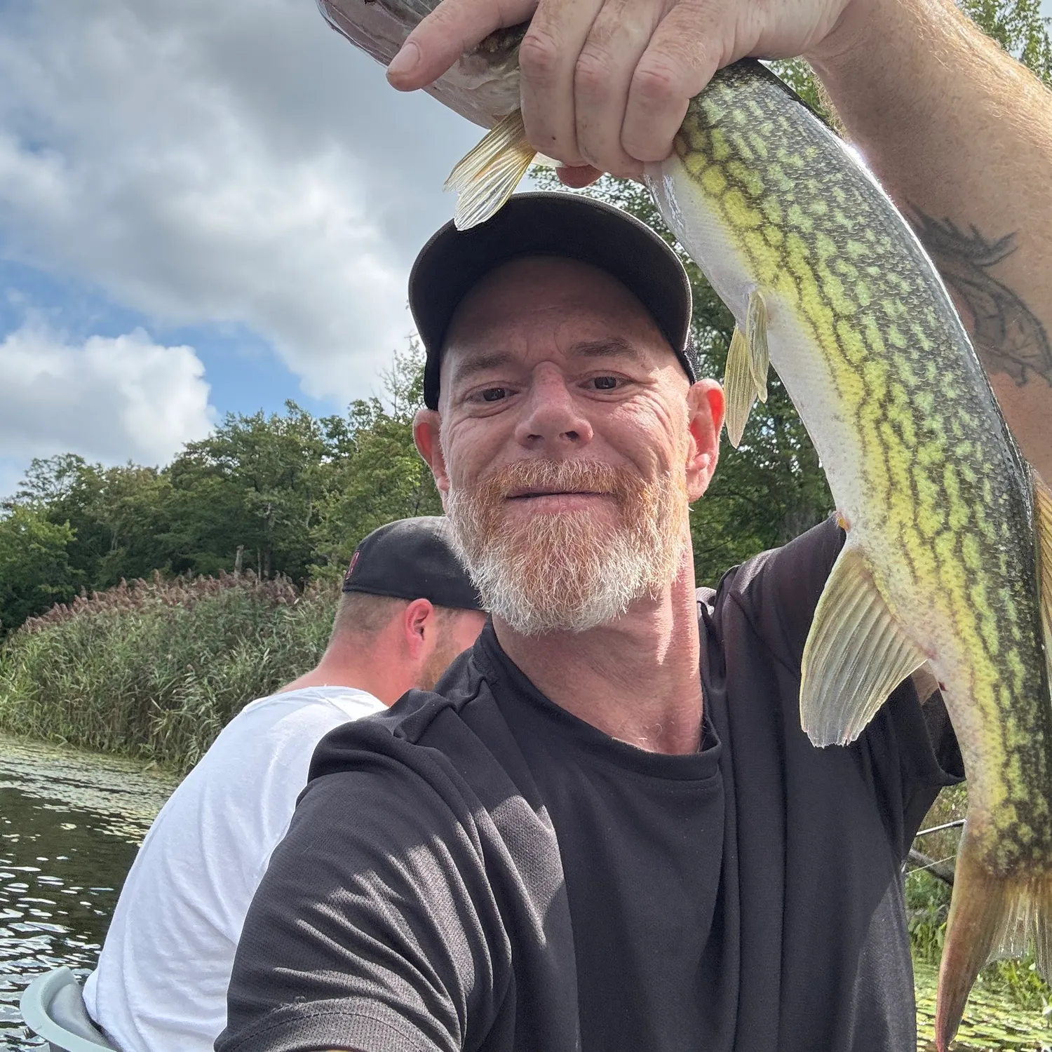 Chain pickerel caught on Fishbrain
