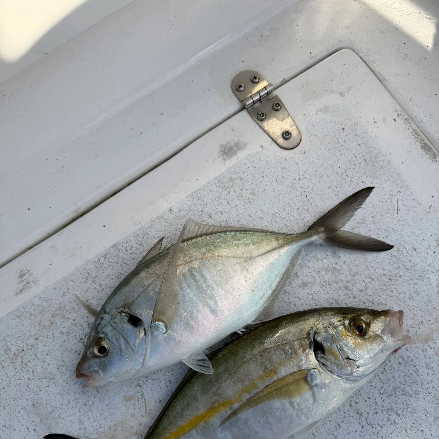 The most recent White trevally catches on Fishbrain