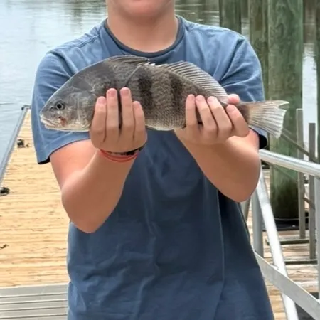 Black drum caught on Fishbrain