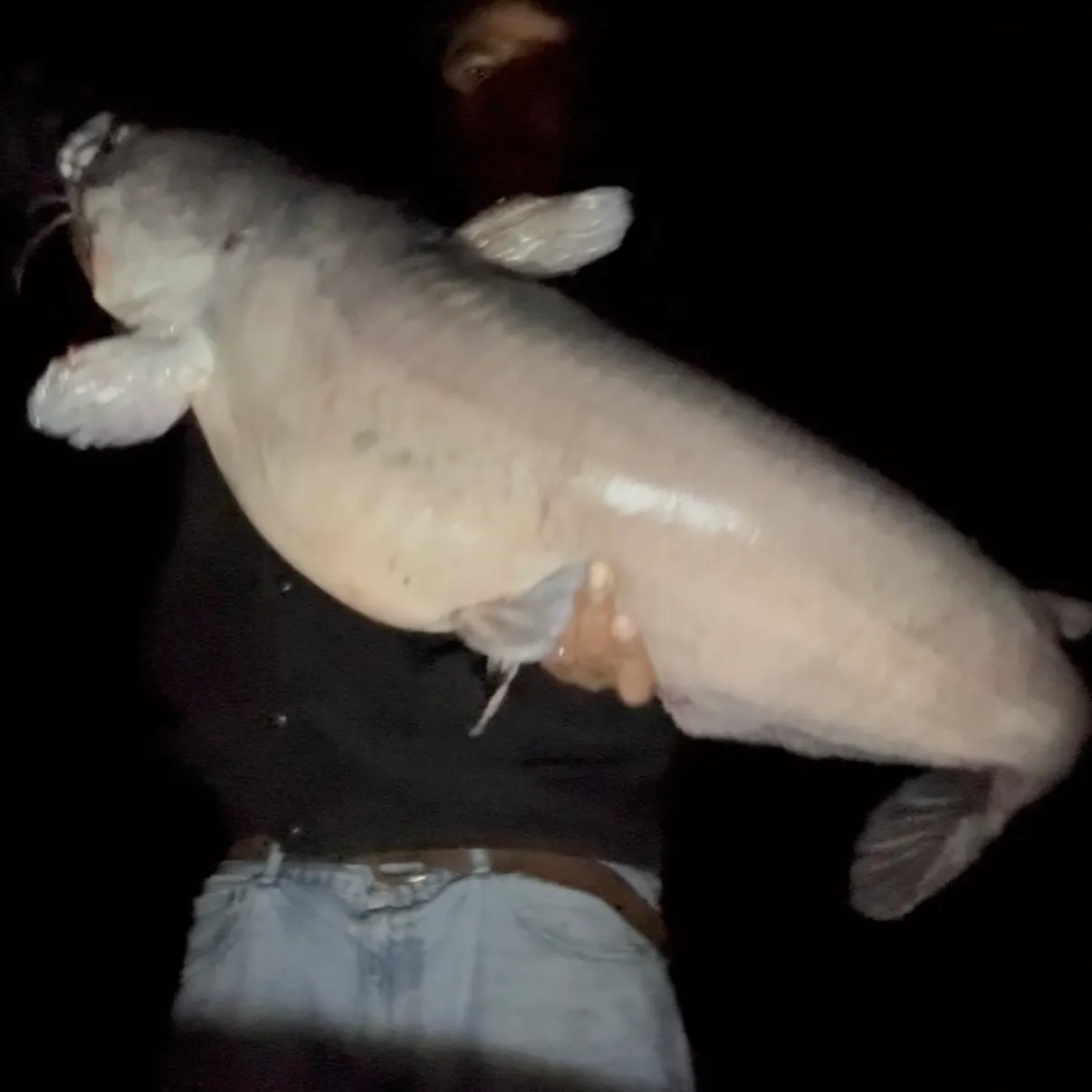 The most recent Blue catfish catches on Fishbrain