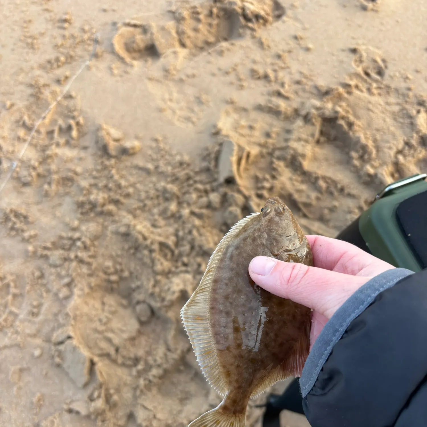 The most recent European flounder catches on Fishbrain
