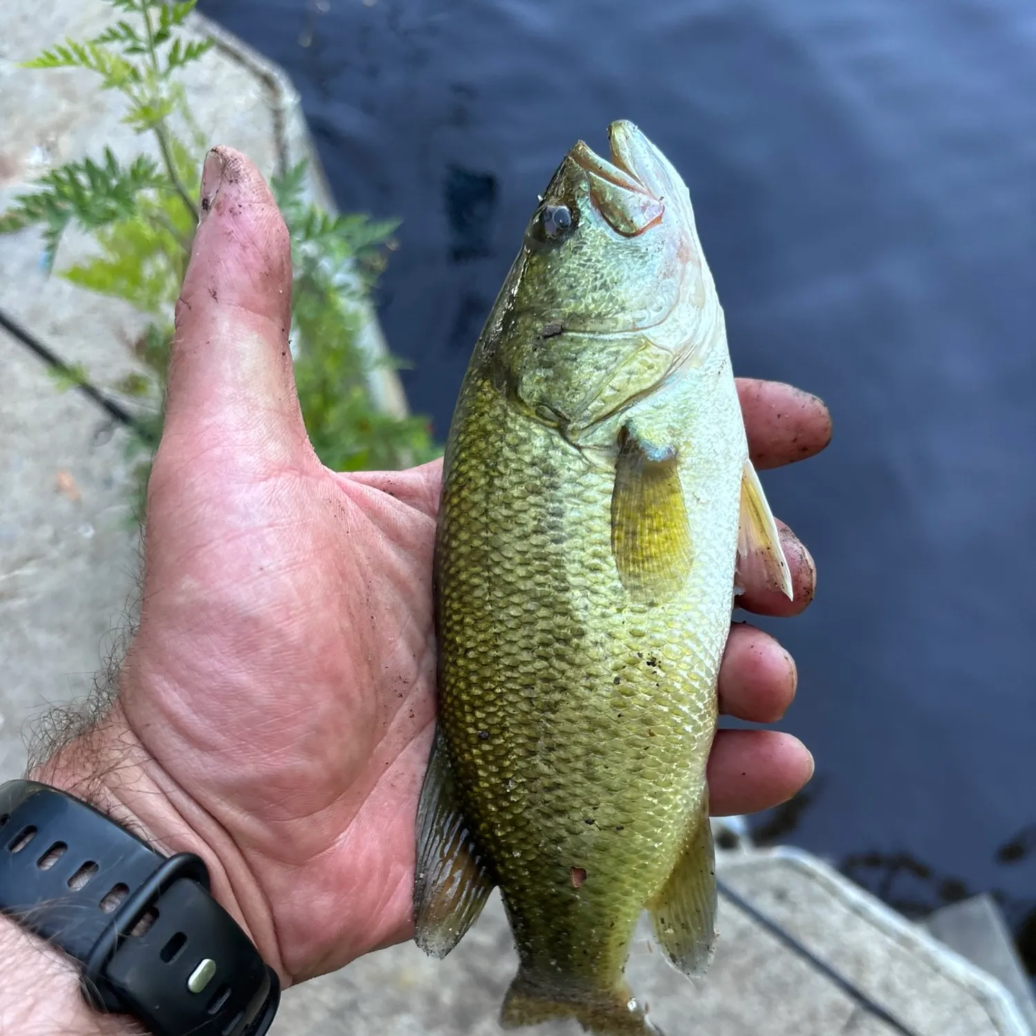 catch