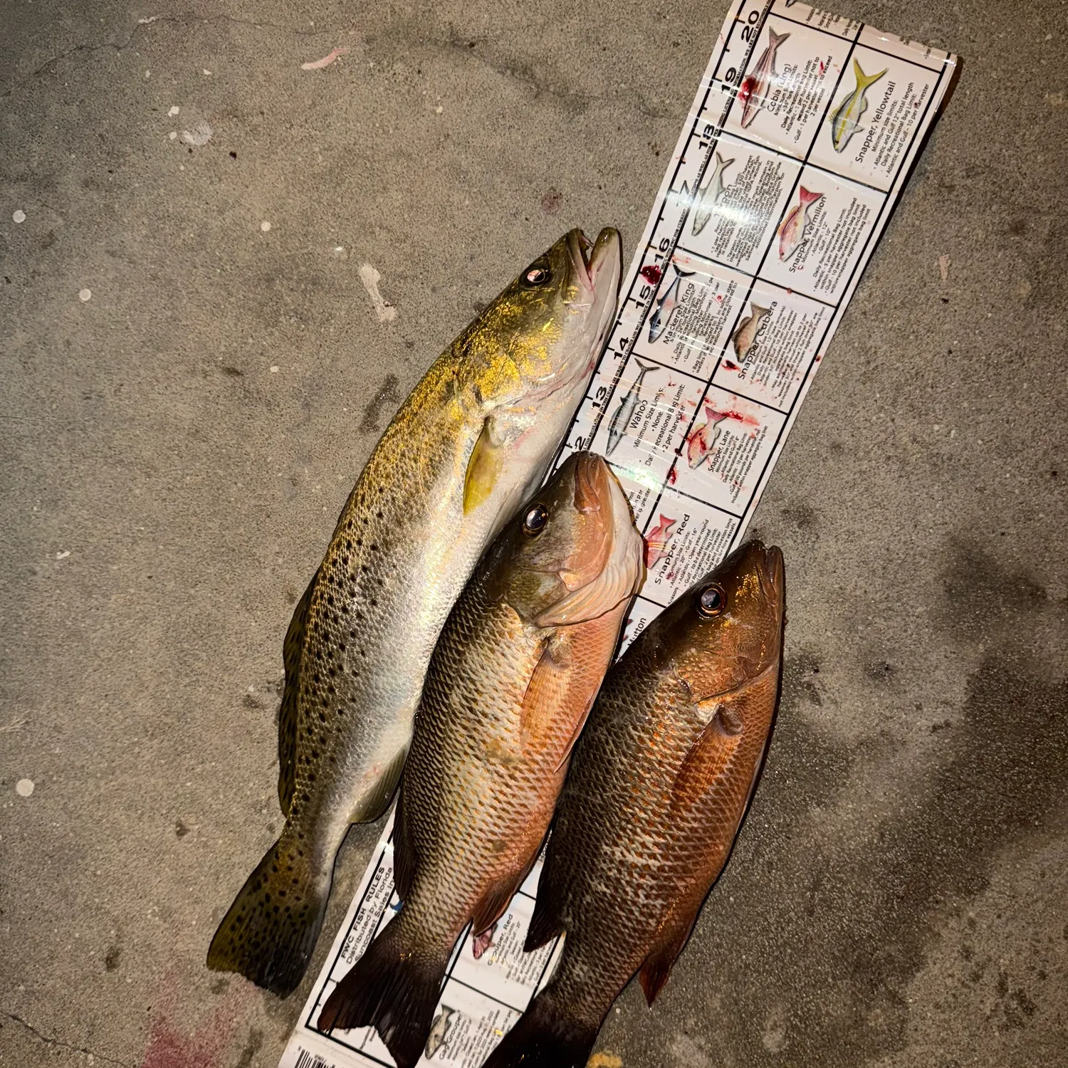 recently logged catches