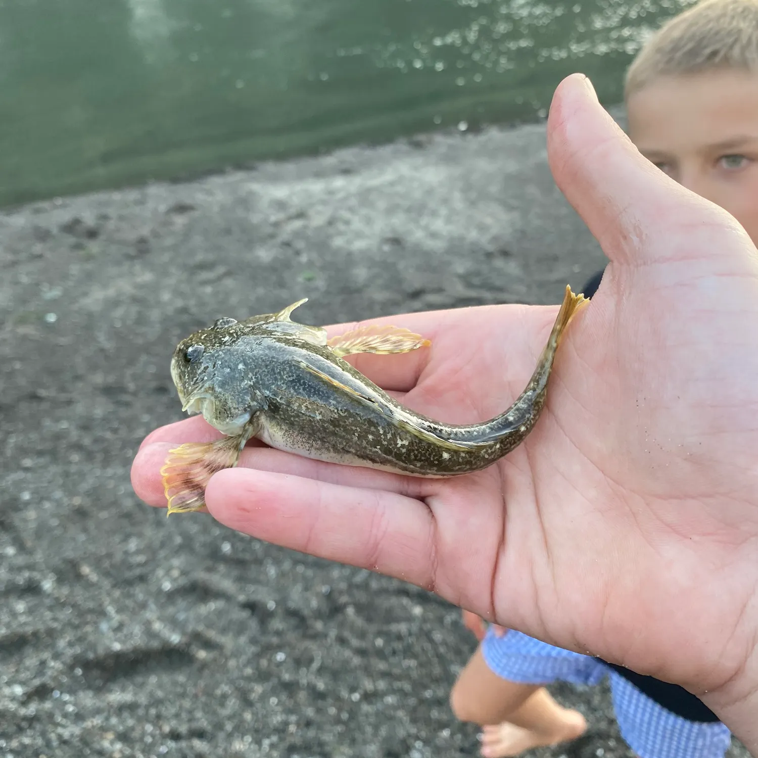 Grass rockfish caught on Fishbrain