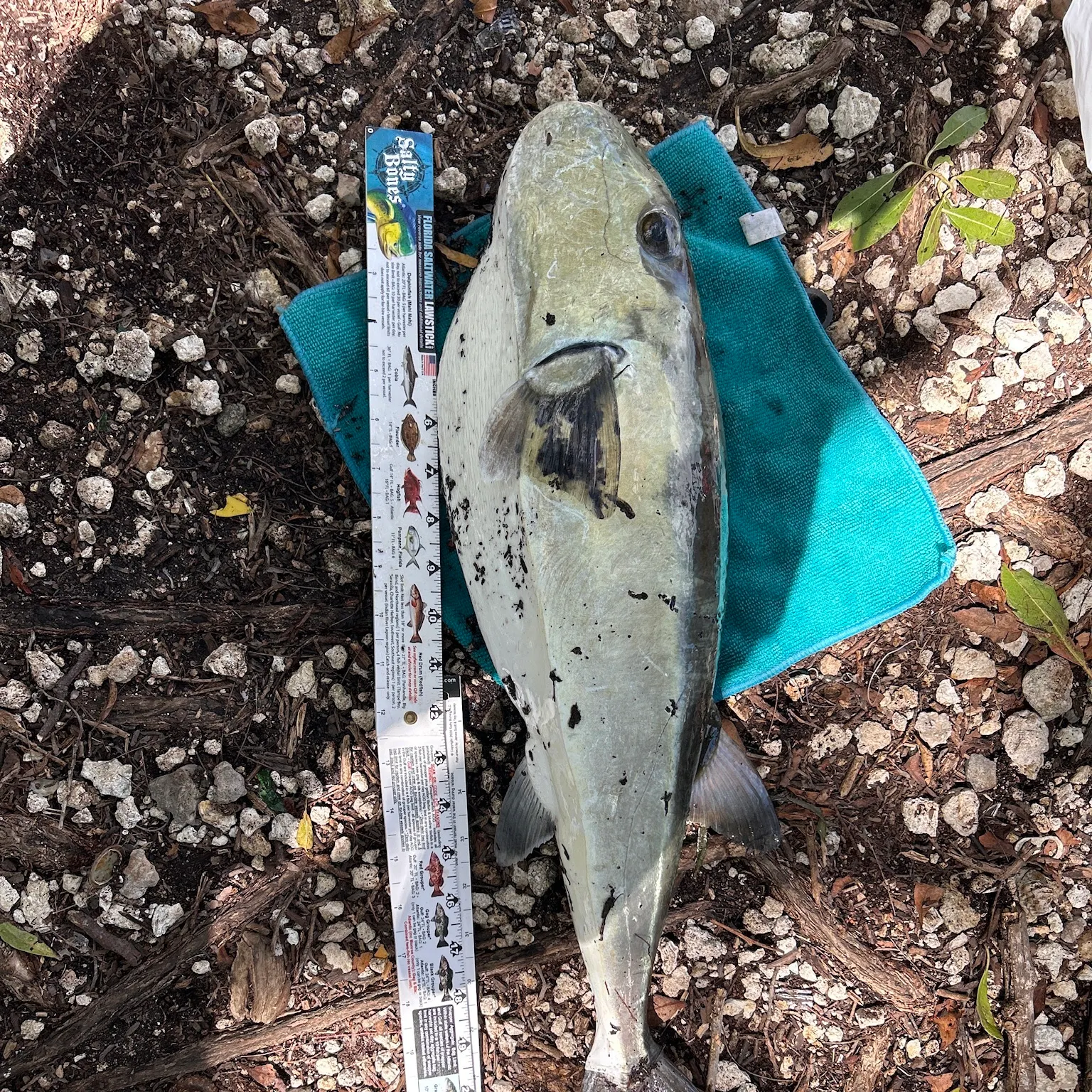 The most recent Smooth puffer catches on Fishbrain