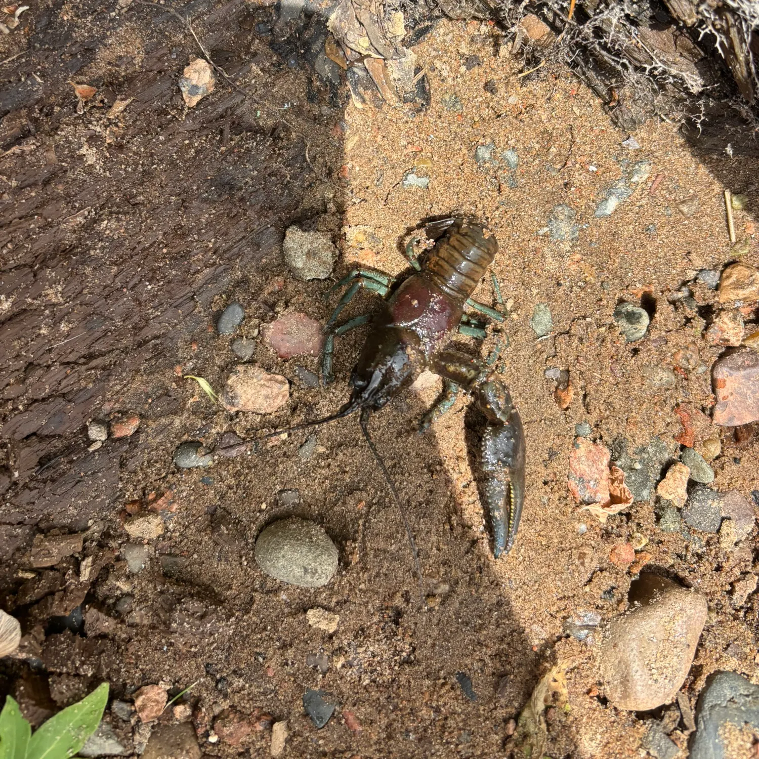 The most recent Red swamp crayfish catches on Fishbrain