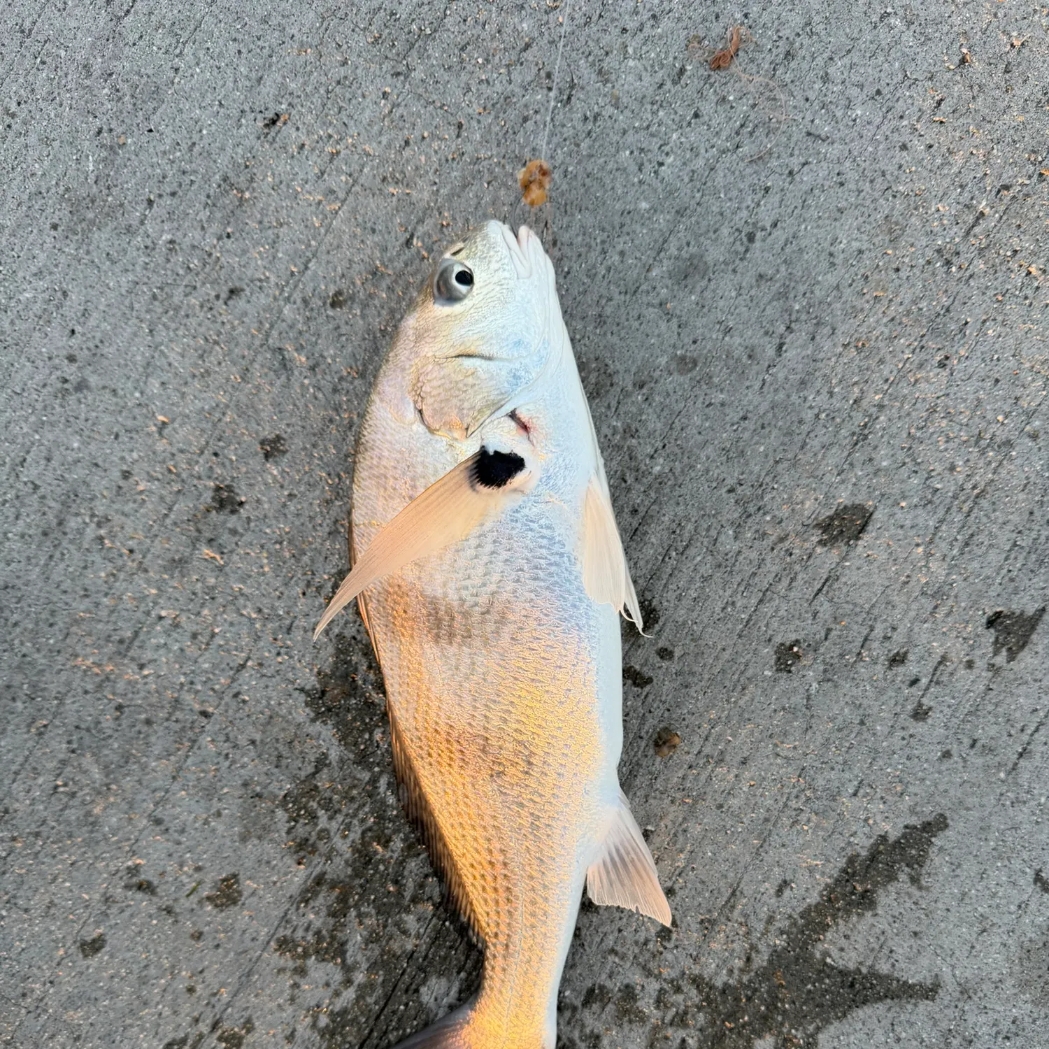 The most recent Spotfin croaker catches on Fishbrain