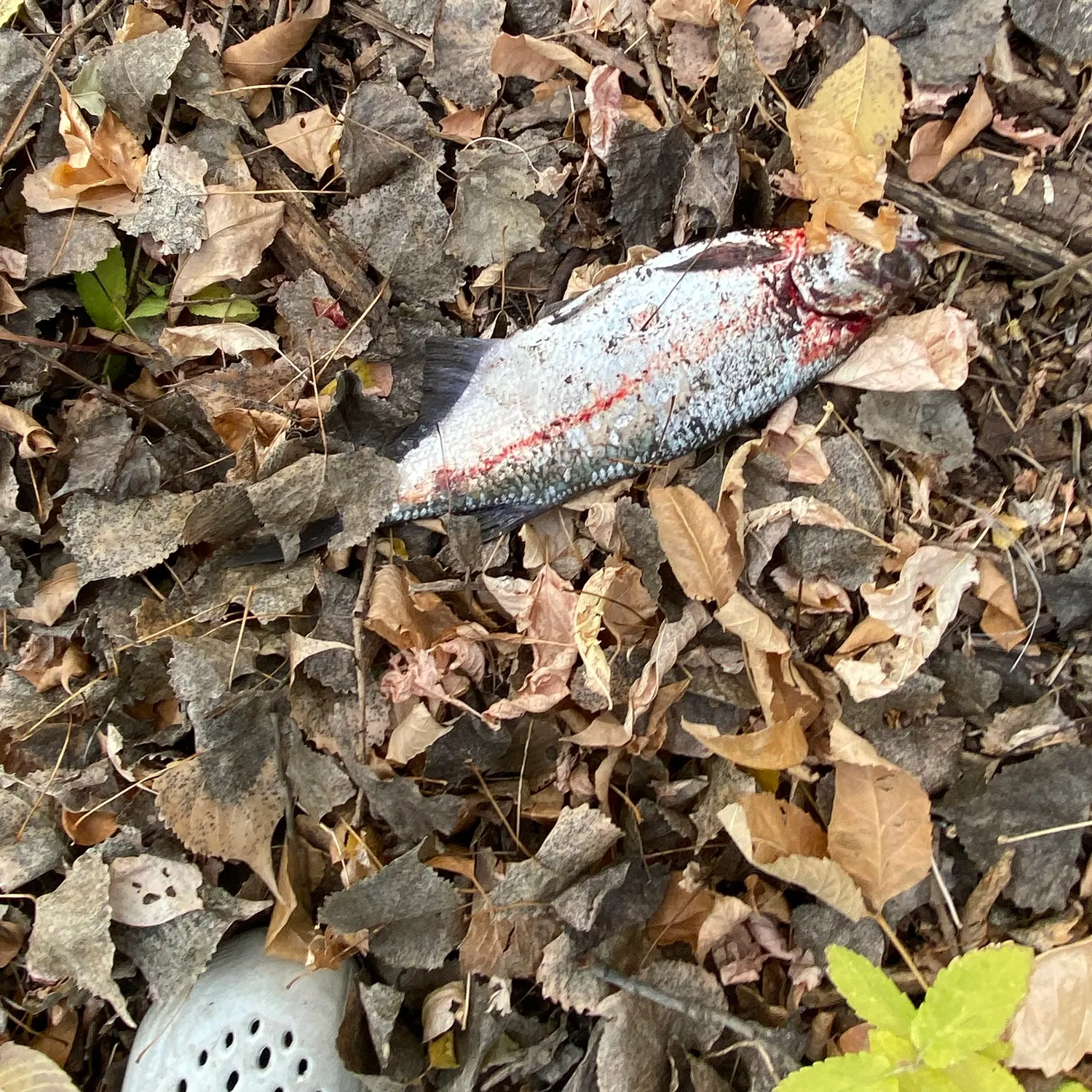 The most recent Goldeye catches on Fishbrain