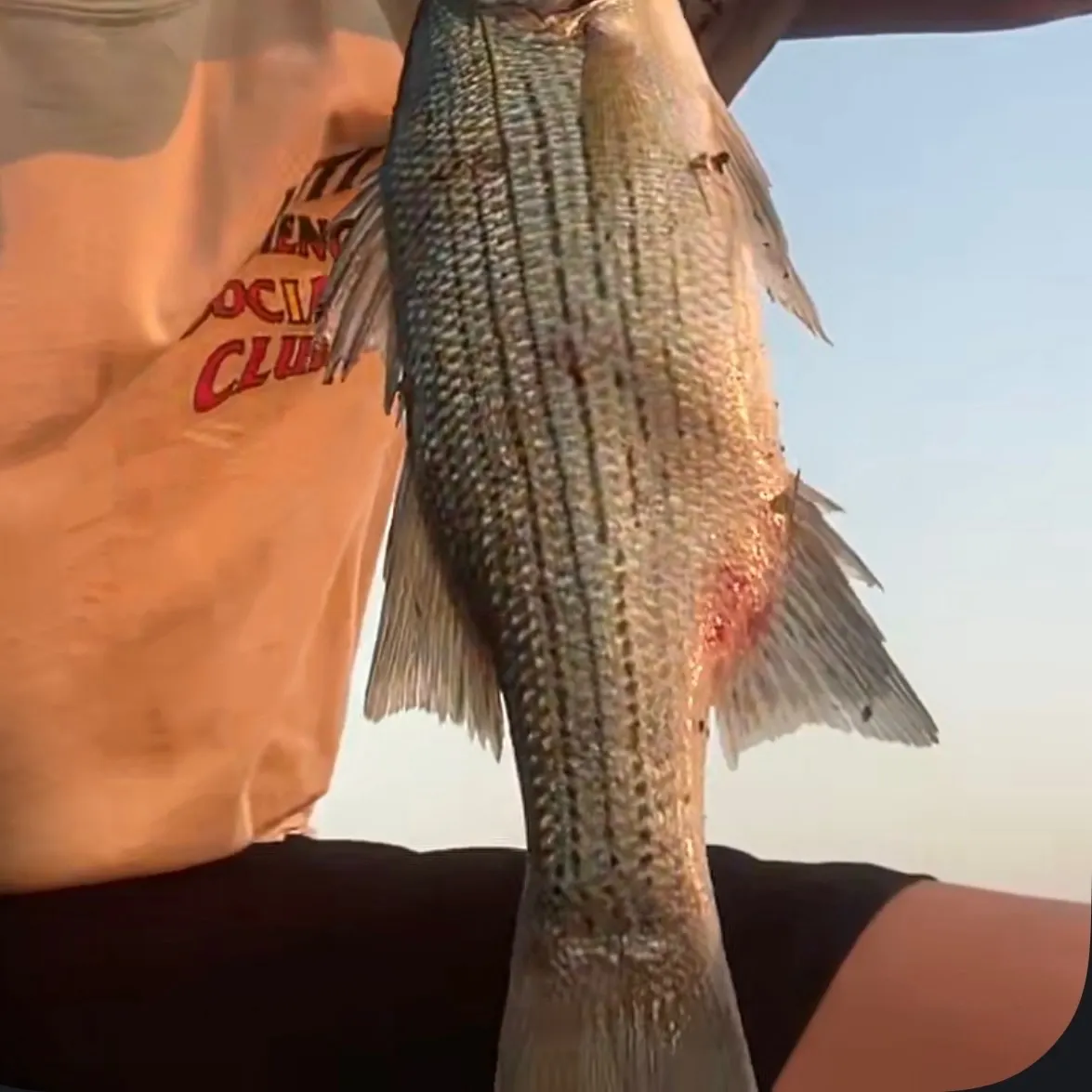 White bass caught on Fishbrain