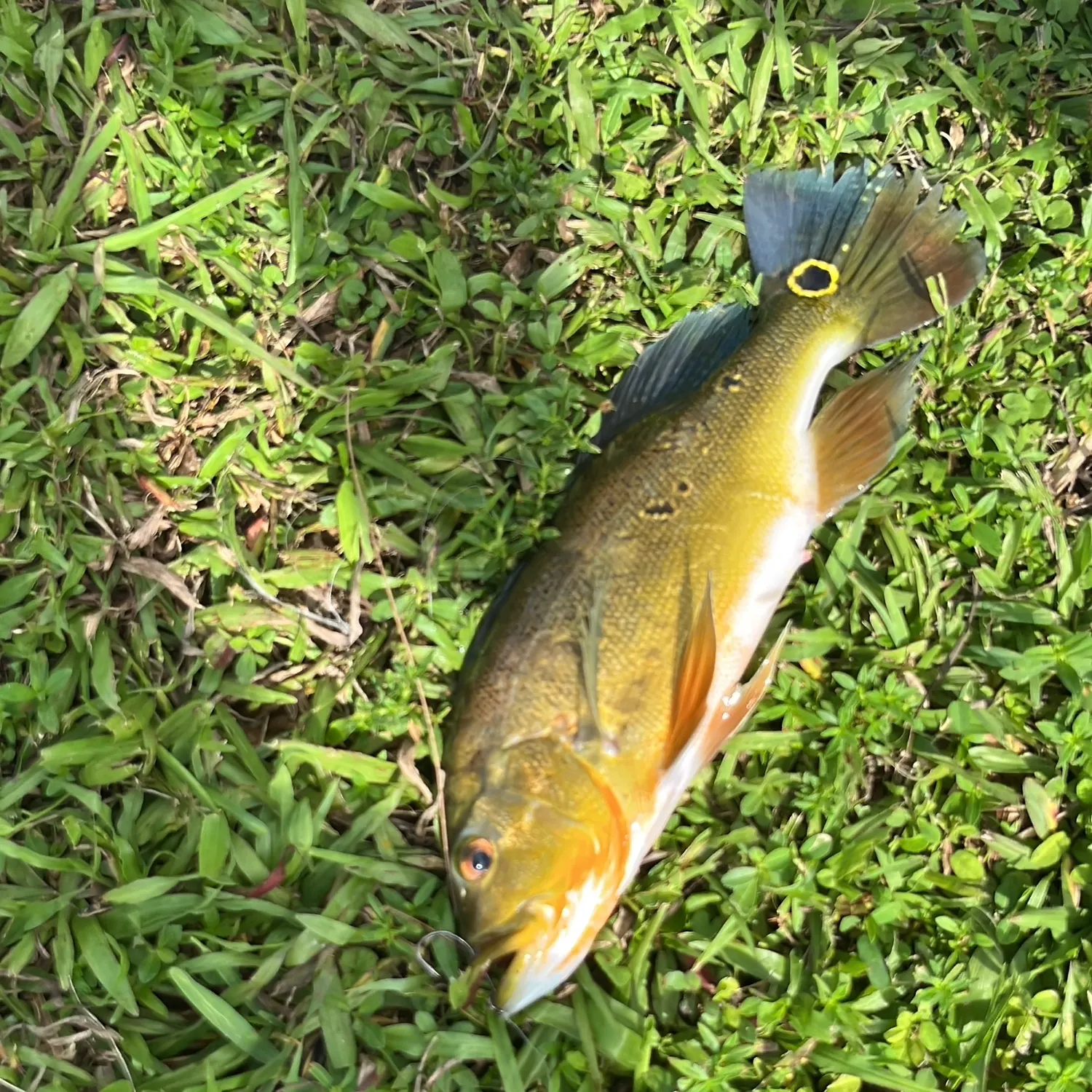 Butterfly peacock bass caught on Fishbrain