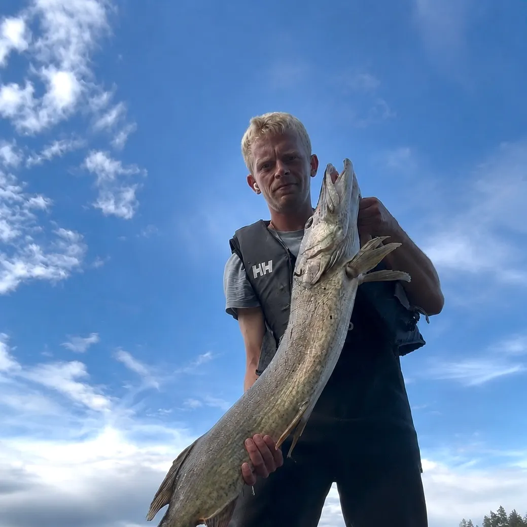 Northern pike caught on Fishbrain