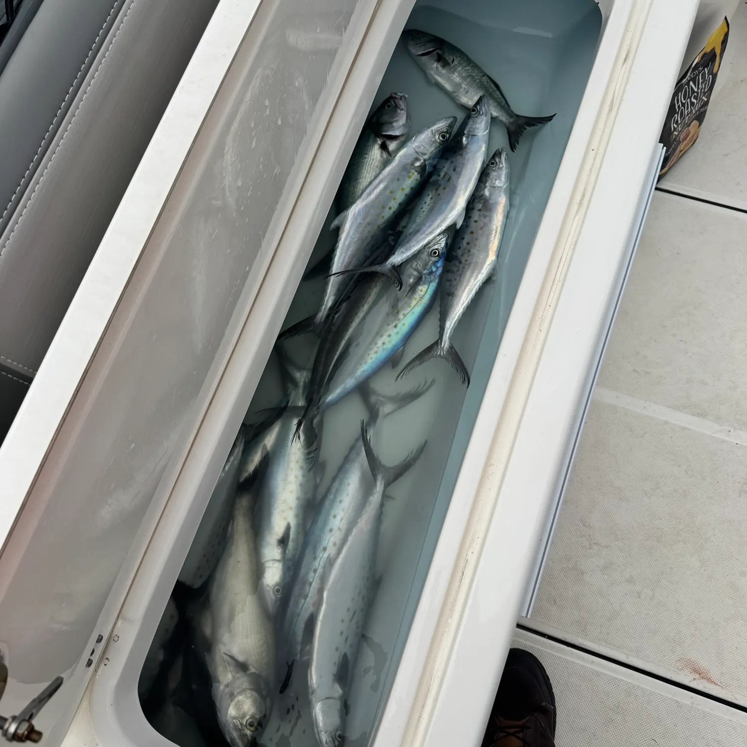 Spanish mackerel caught on Fishbrain