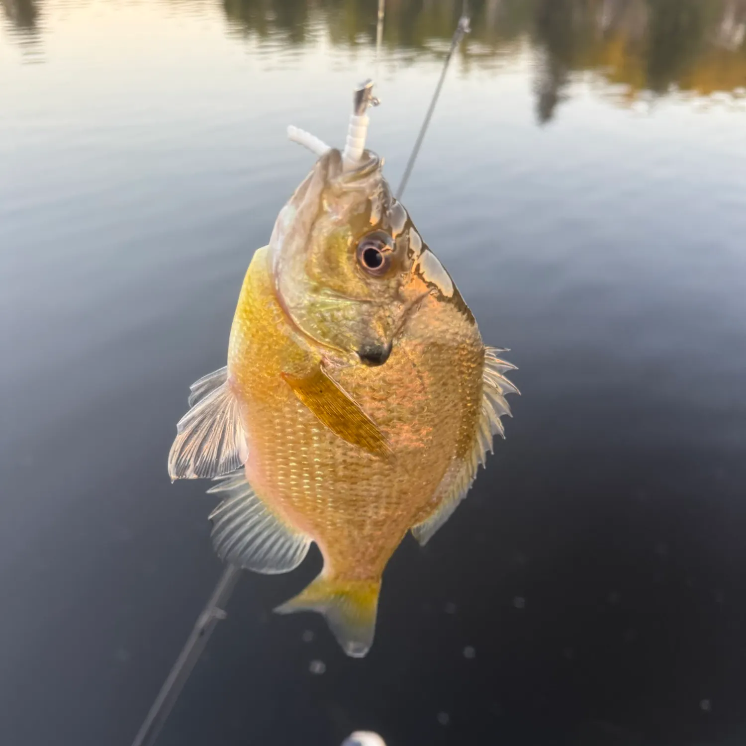 Bluegill caught on Fishbrain