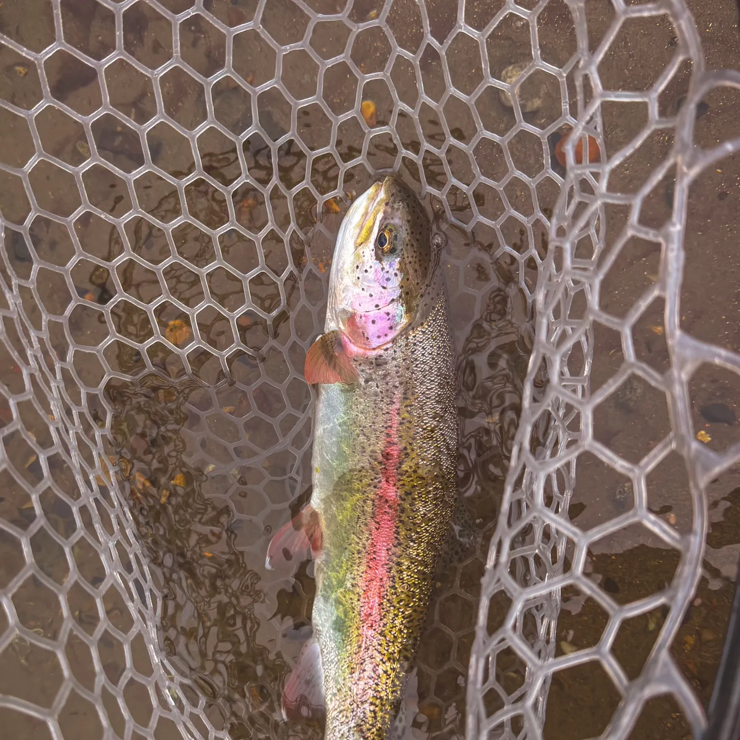 Rainbow trout caught on Fishbrain