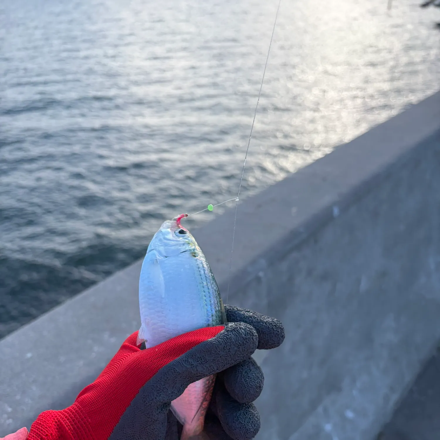 The most recent Mooneye catches on Fishbrain