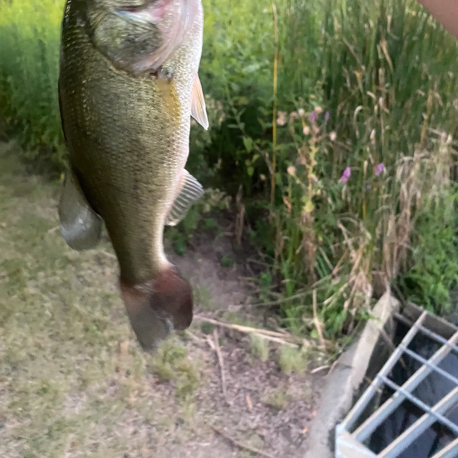 angler catch