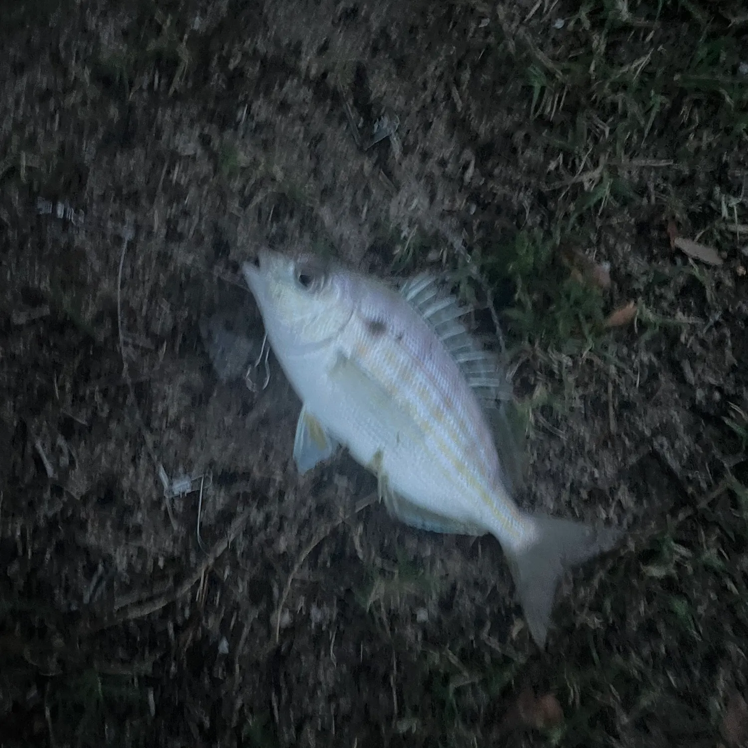 Pinfish caught on Fishbrain