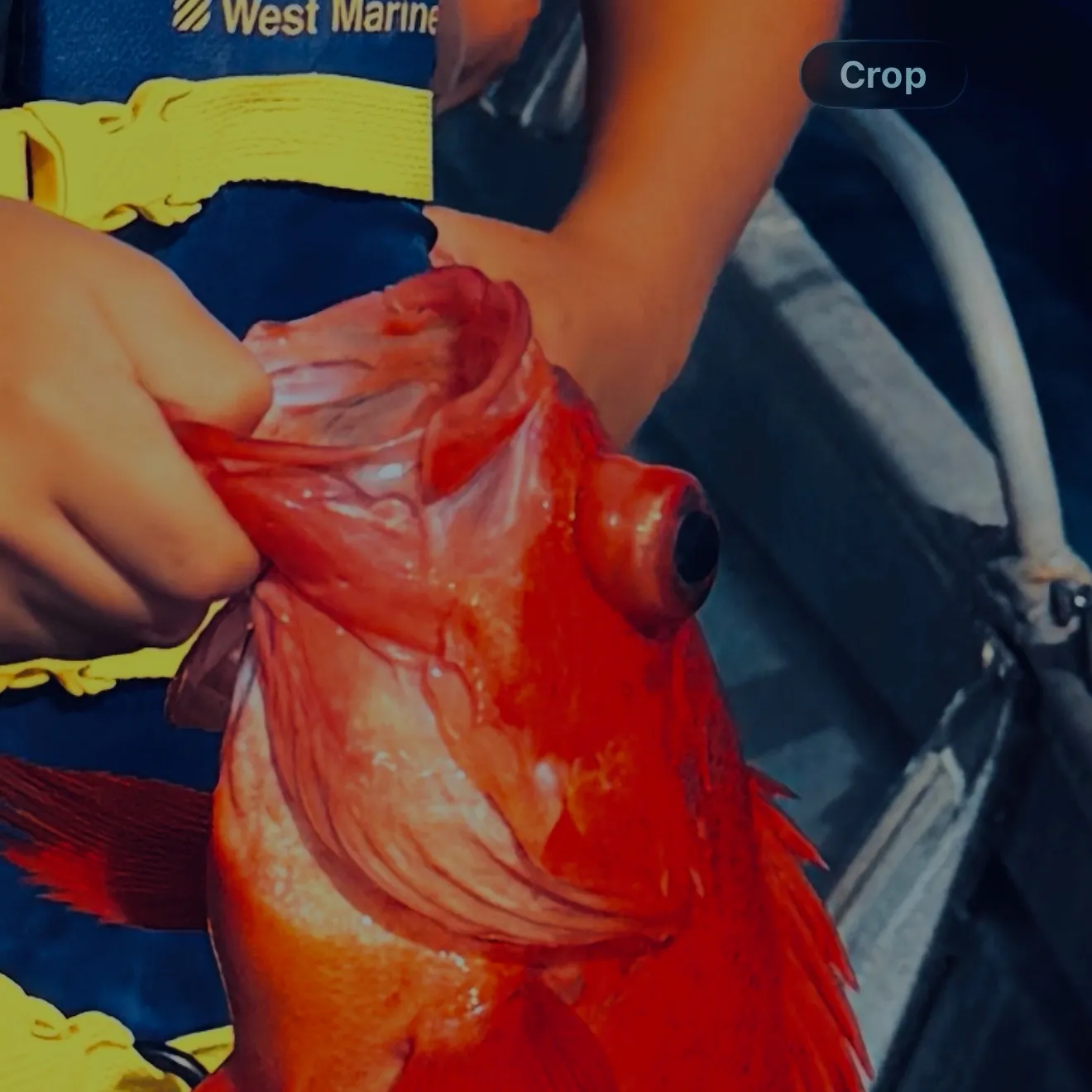 Vermilion rockfish caught on Fishbrain