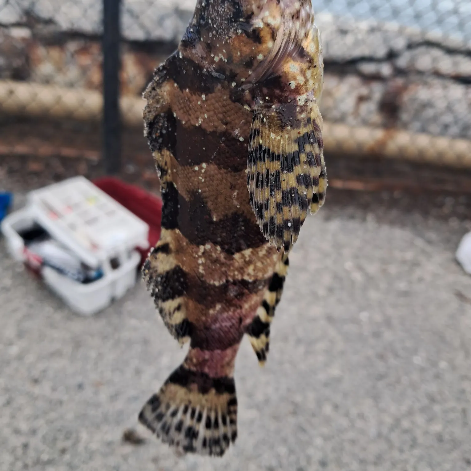The most recent Painted greenling catches on Fishbrain