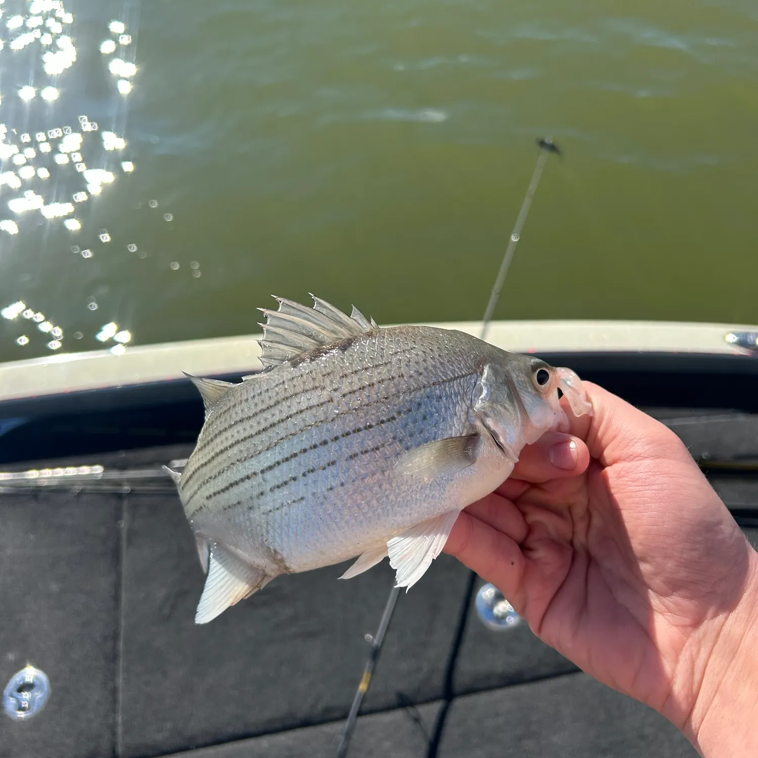 White bass caught on Fishbrain