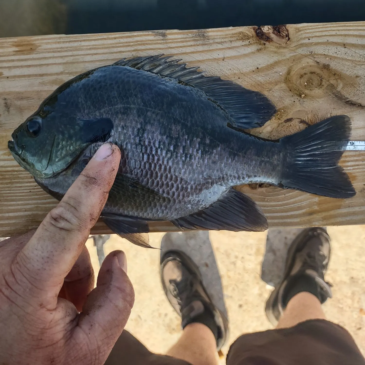Bluegill caught on Fishbrain