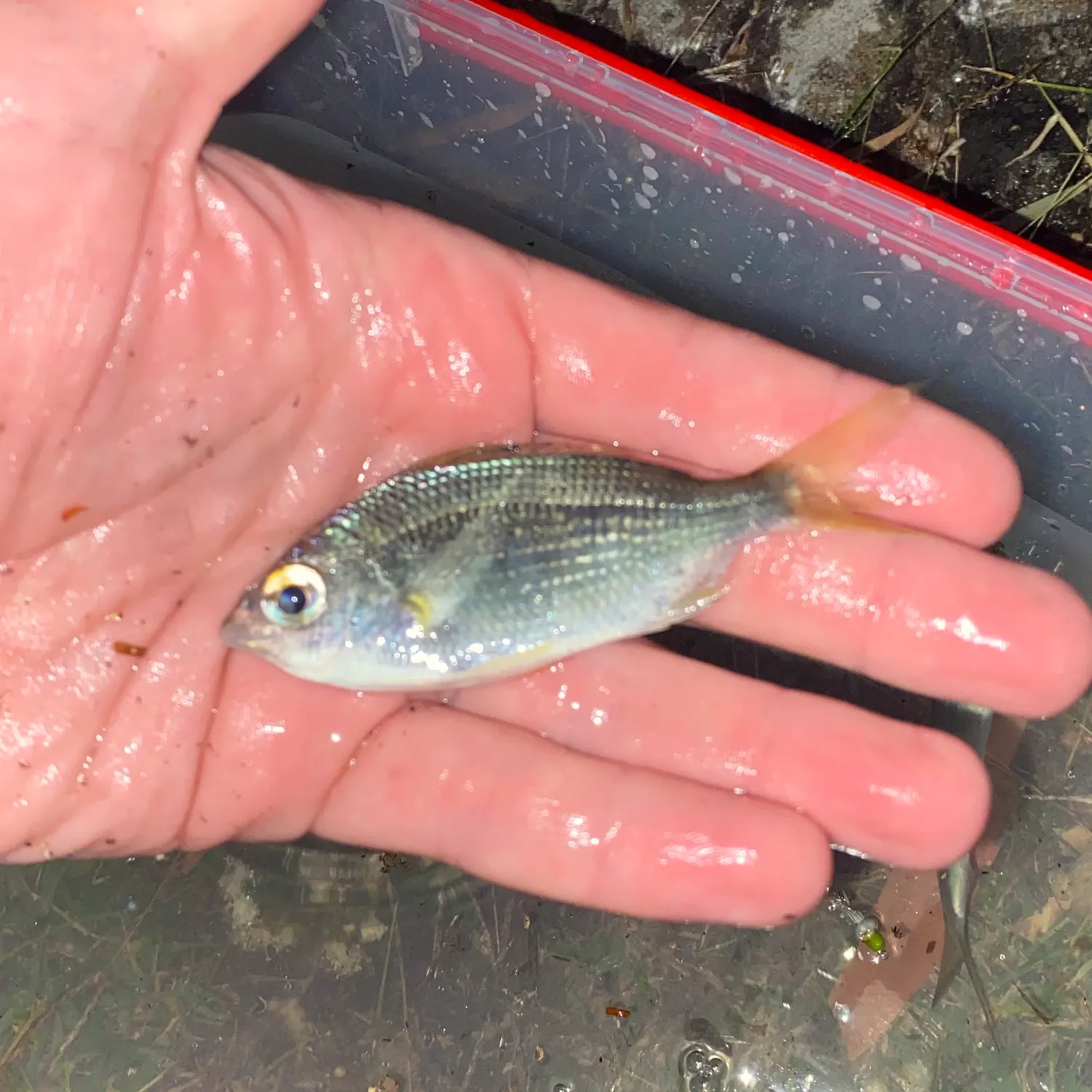 The most recent Common silver belly catches on Fishbrain