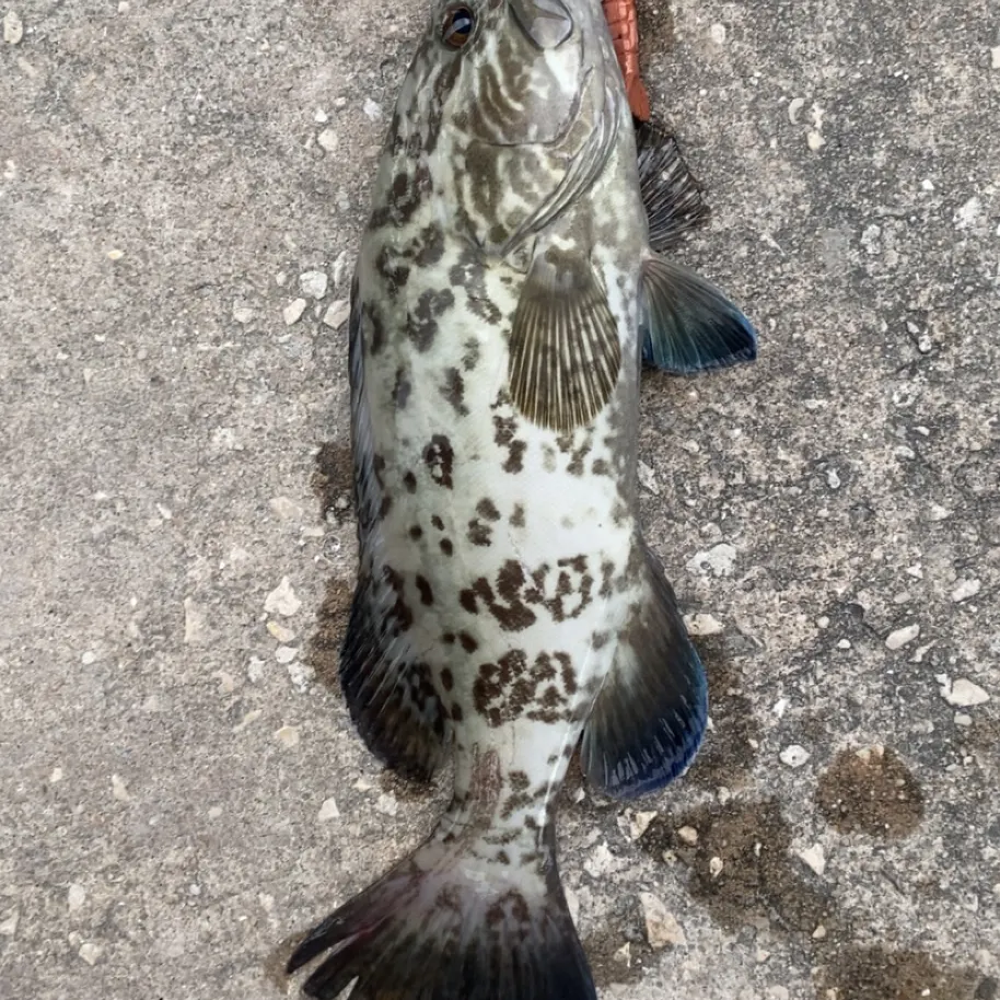 The most recent Gag grouper catches on Fishbrain