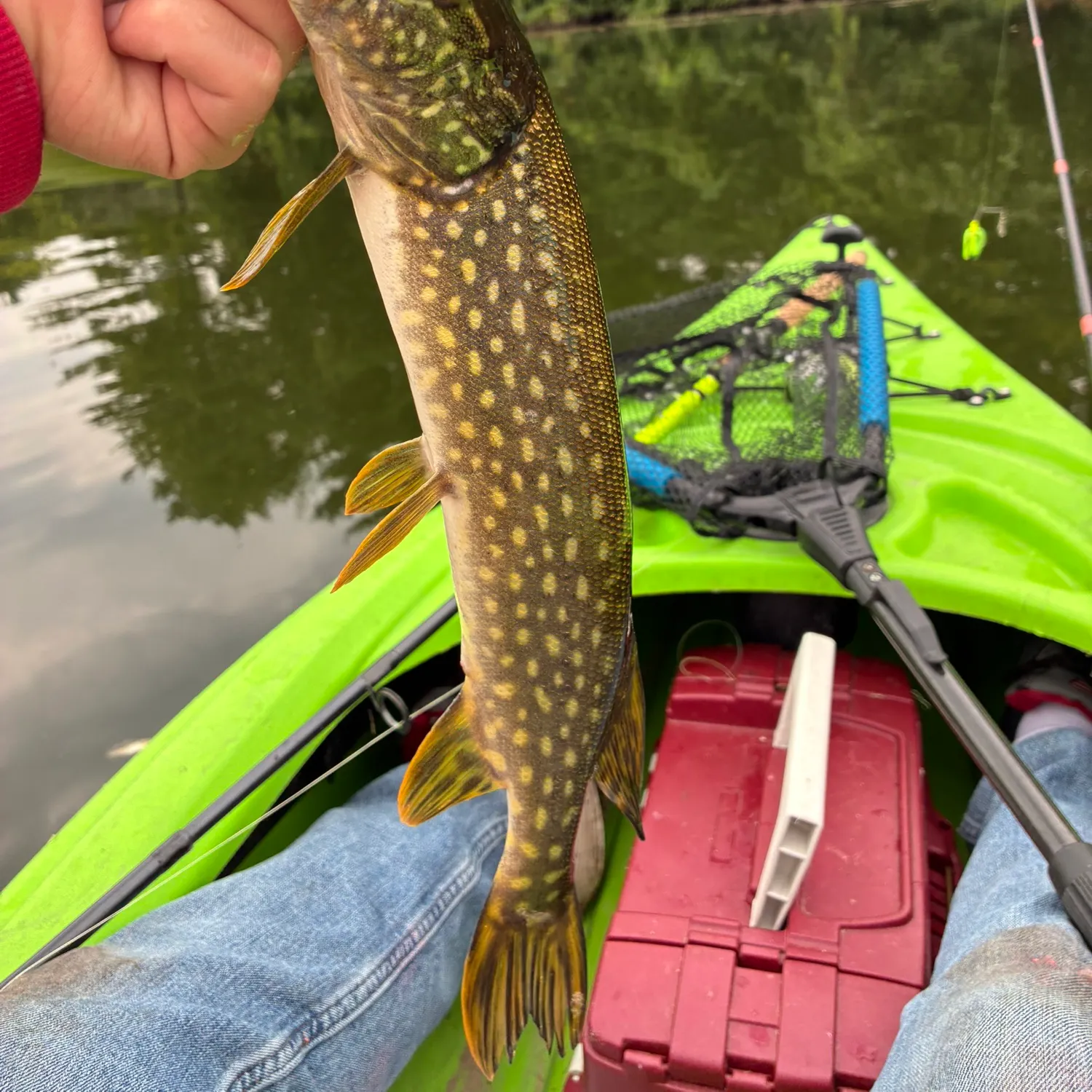Northern pike caught on Fishbrain