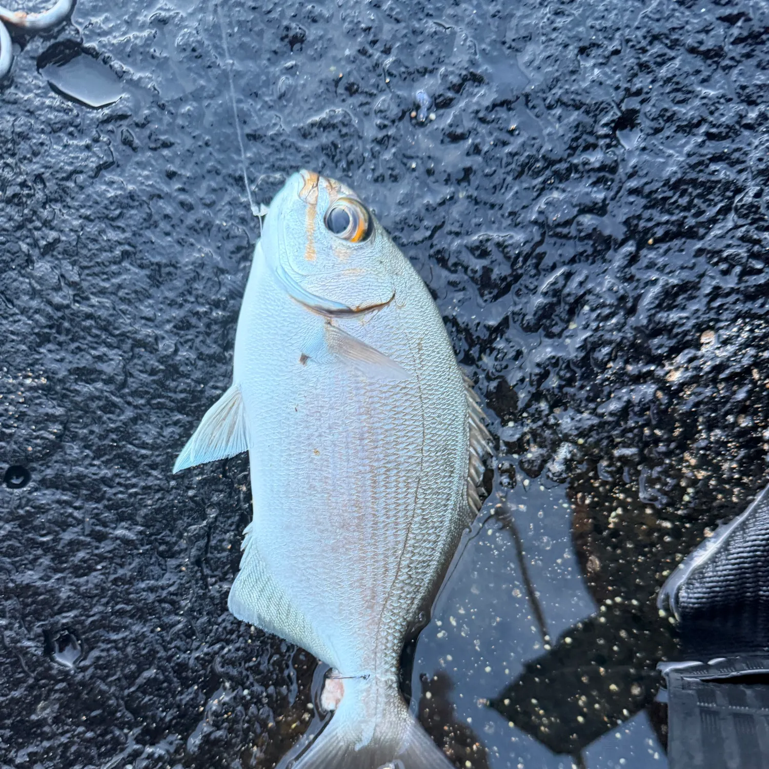 The most recent Brassy chub catches on Fishbrain