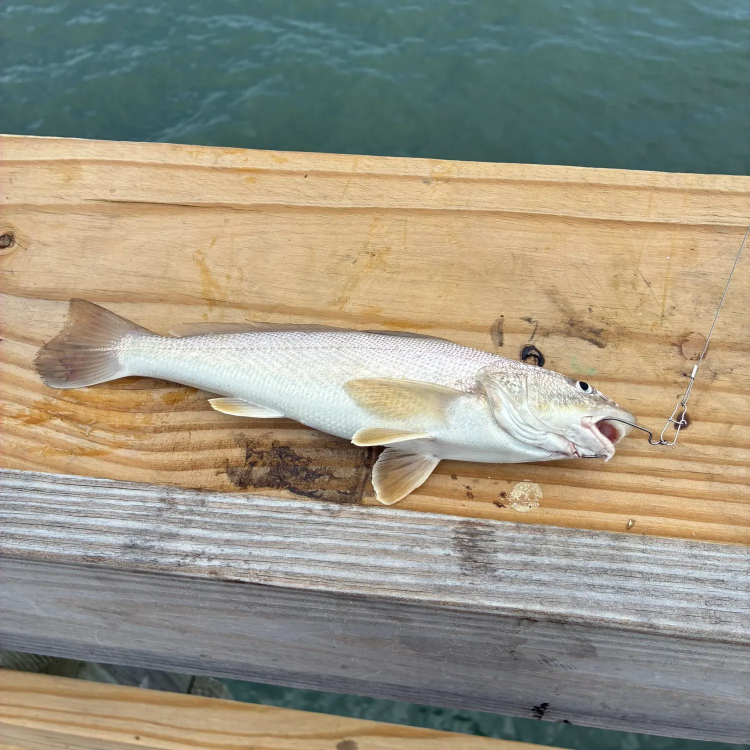 The most recent Gulf kingcroaker catches on Fishbrain