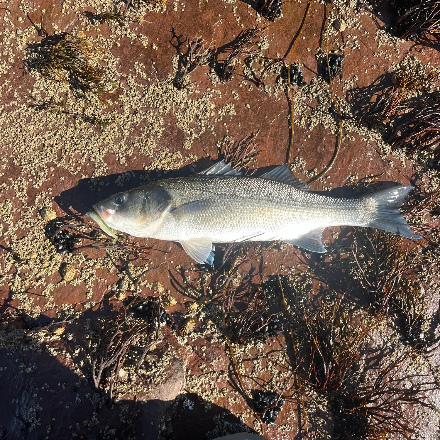 The most recent European seabass catches on Fishbrain