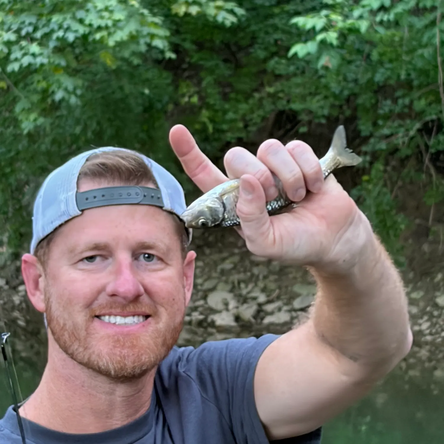 Common shiner caught on Fishbrain